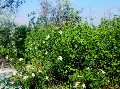 Шиповник майский фото
