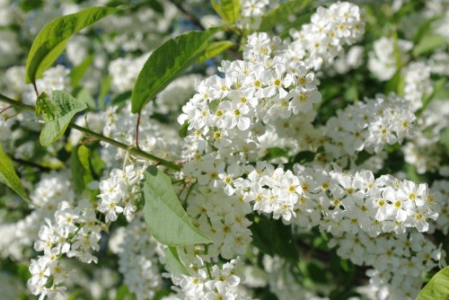 Черемуха обыкновенная фото