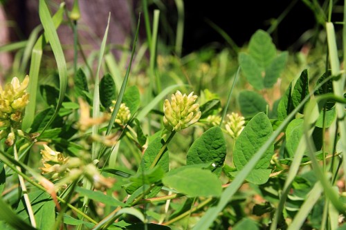 Астрагал солодколистный фото