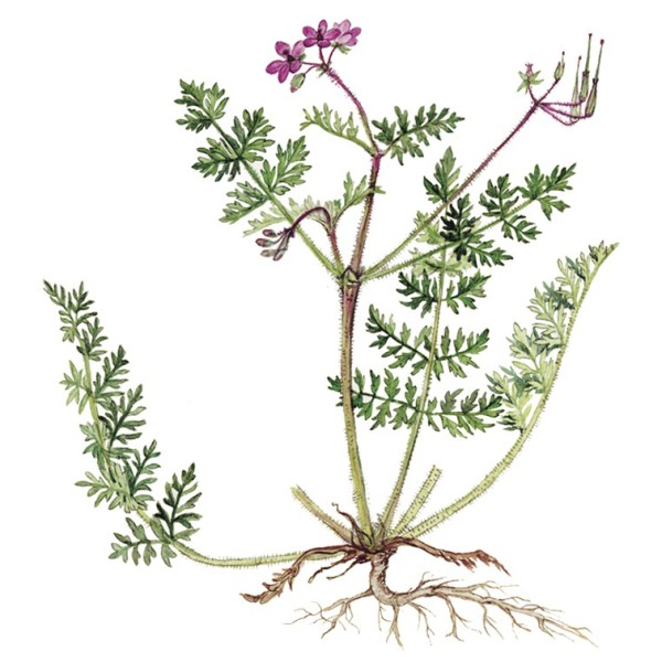 Аистник обыкновенный