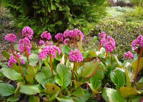 Бадан толстолистный фото