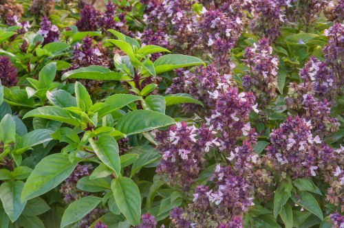 Базилик обыкновенный фото