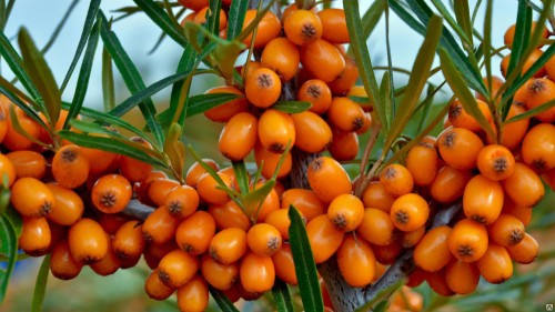 Облепиха крушиновидная фото