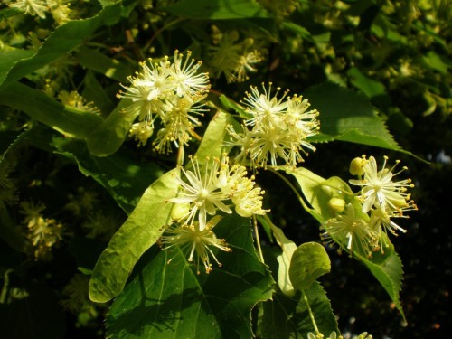 Липа сердцевидная фото