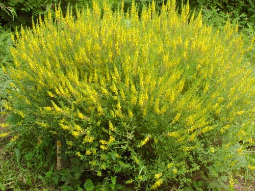 Дрок красильный фото