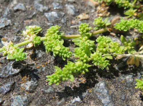 Грыжник голый фото