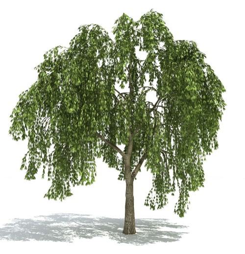 Ива белая фото