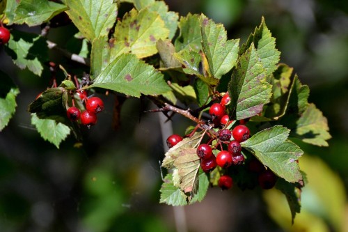 Боярышник кроваво-красный фото