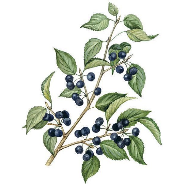 Жостер слабительный