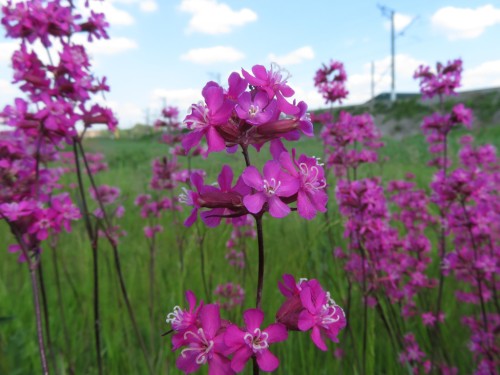 Смолка обыкновенная фото