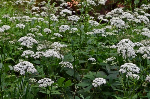 Сныть обыкновенная фото