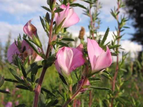 Стальник полевой фото