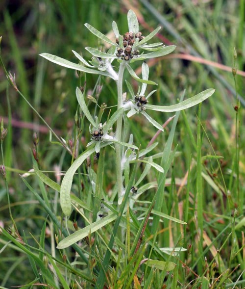 Сушеница топяная фото