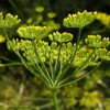 Фенхель обыкновенный фото