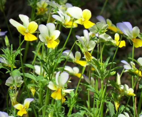 Фиалка полевая фото