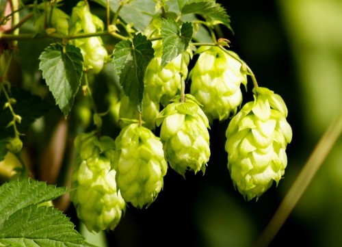 Хмель обыкновенный фото