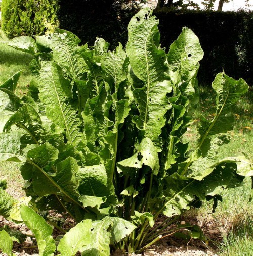 Хрен обыкновенный фото