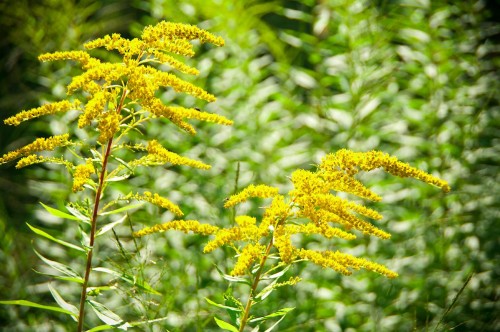 Золотарник канадский фото