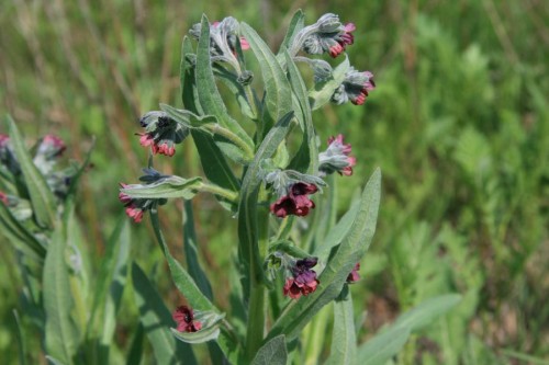 Чернокорень лекарственный фото