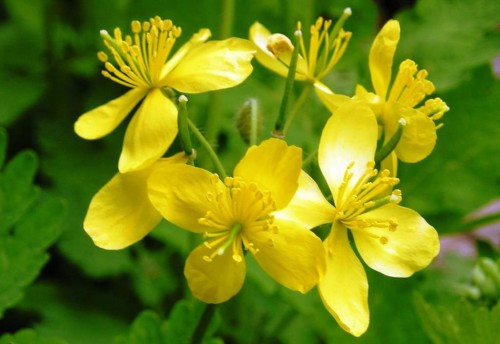 Чистотел большой фото