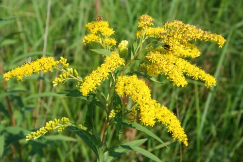 Золотарник обыкновенный фото