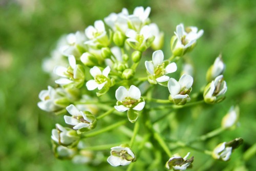 Ярутка полевая фото