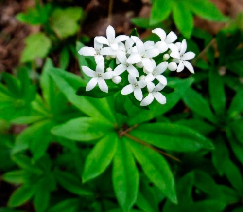 Ясменник пахучий фото
