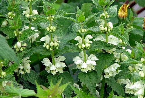 Яснотка белая фото