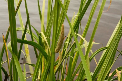 Аир обыкновенный фото