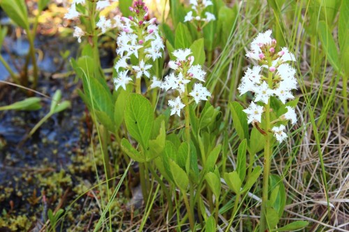 Вахта трехлистная фото