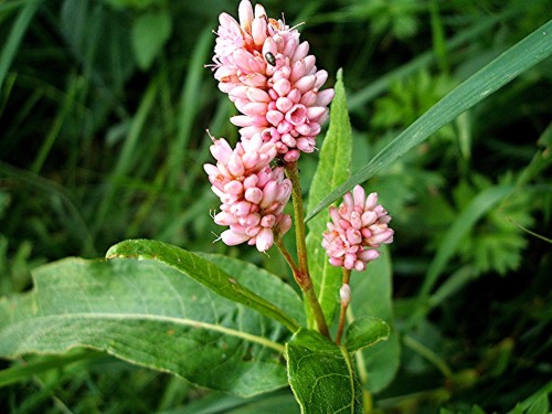 Горец земноводный фото