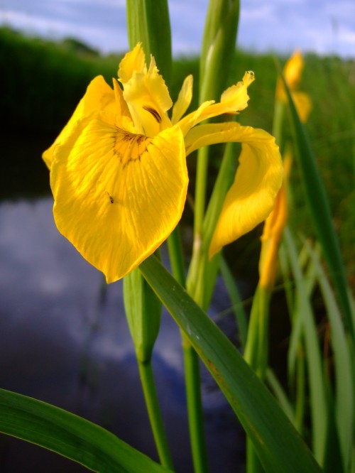 Ирис болотный фото