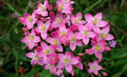 Золототысячник красный фото