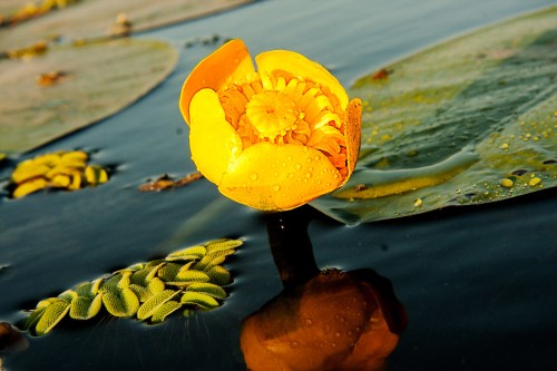 Кубышка жёлтая  фото