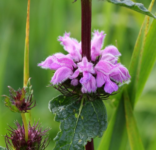 Зопник клубненосный фото