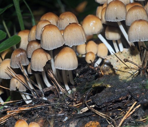 Навозник мерцающий фото