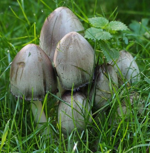 Навозник серый фото