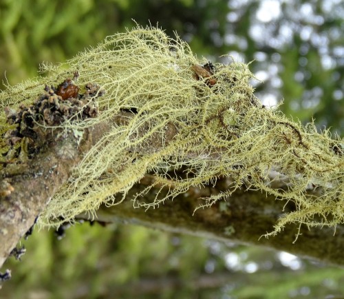 Уснея густобородая фото