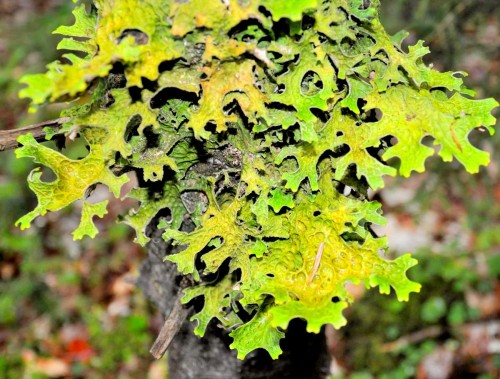 Цетрария исландская фото