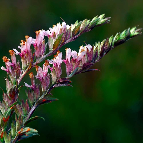 Зубчатка обыкновенная фото