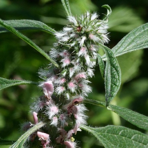 Пустырник сердечный фото