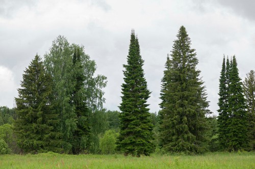 Пихта сибирская фото