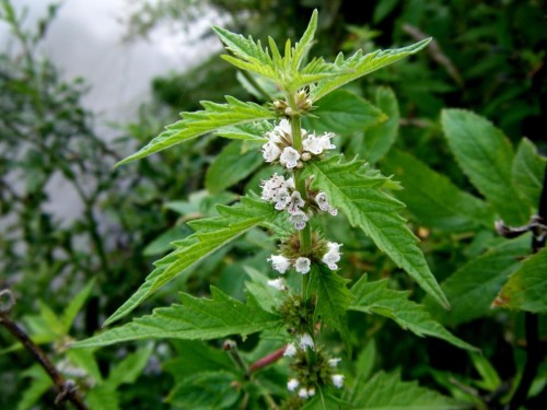 Зюзник европейский фото