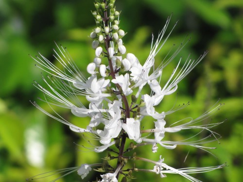 Почечный чай фото