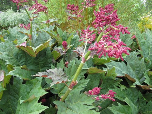 Ревень пальчатый фото