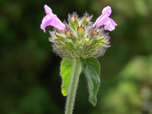 Пахучка обыкновенная фото