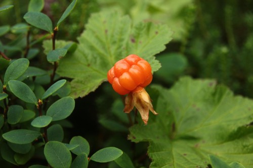 Морошка арктическая фото