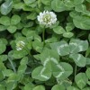 Клевер ползучий фото