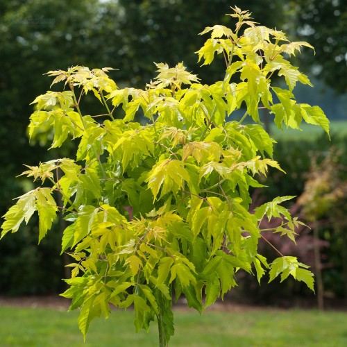 Клен ясенелистный фото