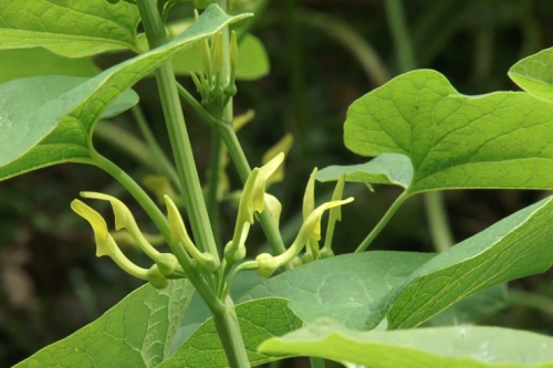 Кирказон обыкновенный фото